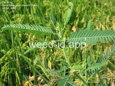 jointvetch, northern