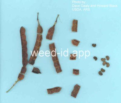 jointvetch, northern