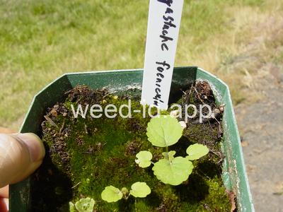 Agastache foeniculum