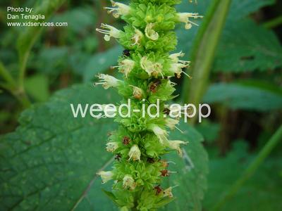 giant-hyssop, catnip
