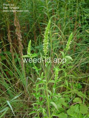giant-hyssop, catnip