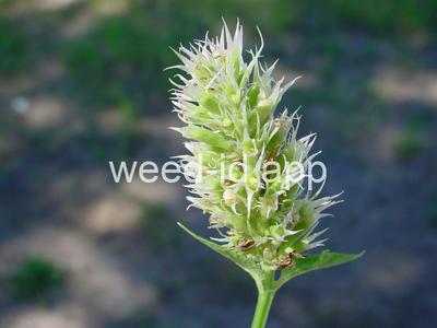 Agastache urticifolia