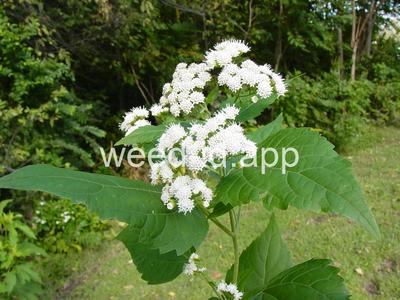 snakeroot, white