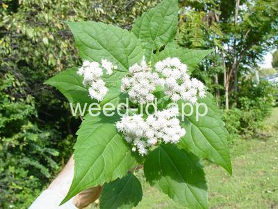 snakeroot, white