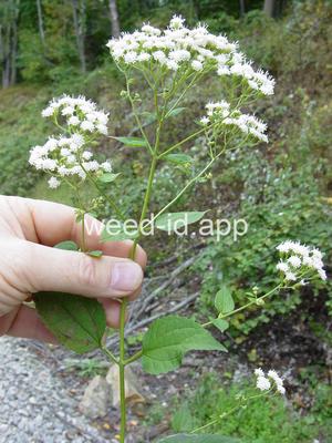 snakeroot, white