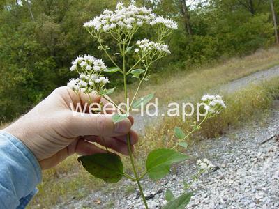 snakeroot, white