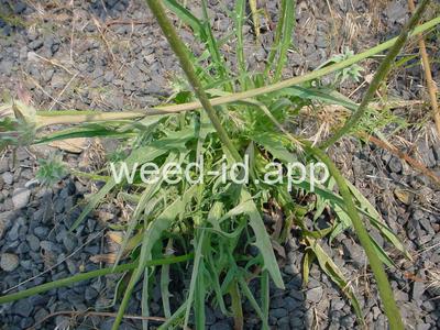 Agoseris grandiflora