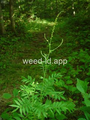 agrimony, many-flowered