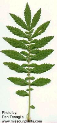 agrimony, many-flowered