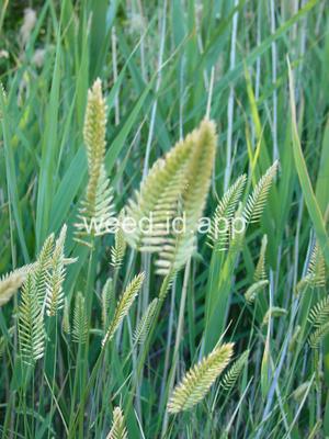 Agropyron cristatum