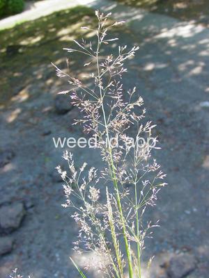 Agrostis capillaris