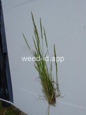 Agrostis exarata