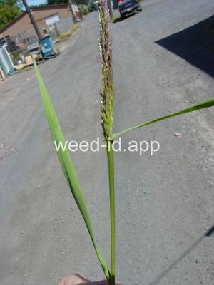 Agrostis gigantea