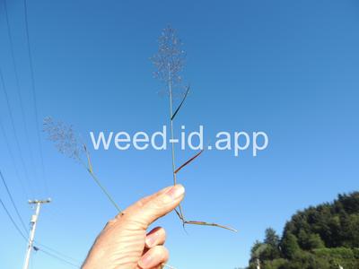 Agrostis tenuis