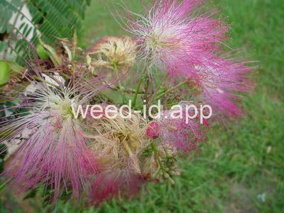 Albizia julibrissin