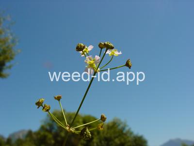 waterplantain, common