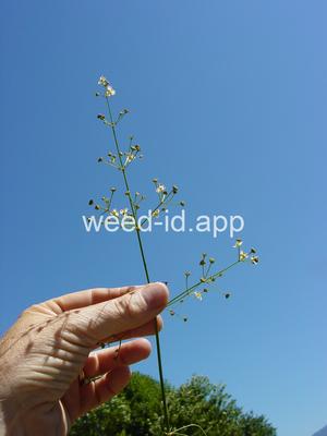 waterplantain, common