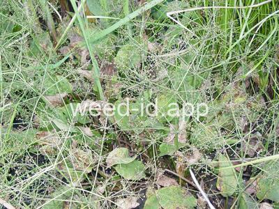 waterplantain, common