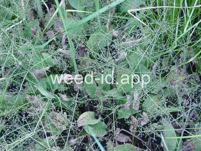 waterplantain, common