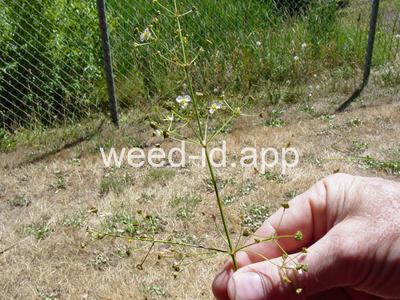 waterplantain, common