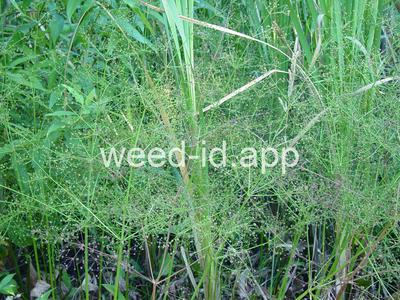 waterplantain, common