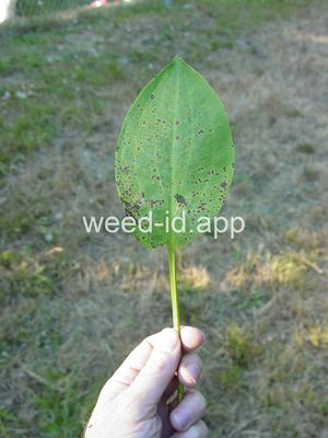 waterplantain, common