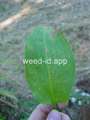 waterplantain, common