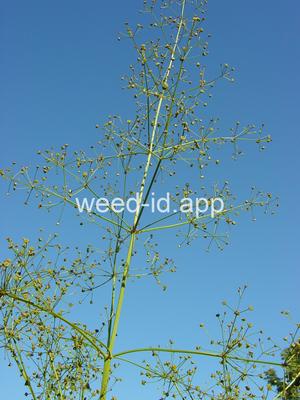 waterplantain, common