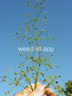 waterplantain, common