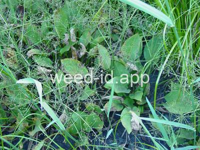 waterplantain, common