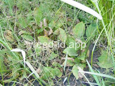 waterplantain, common