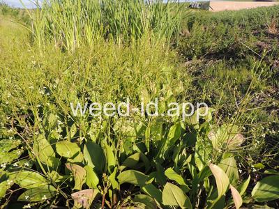 waterplantain, common