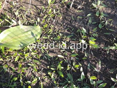 waterplantain, common