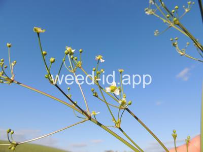 waterplantain, common