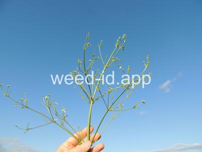 waterplantain, common