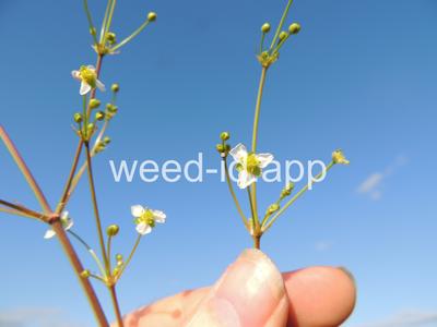 waterplantain, common