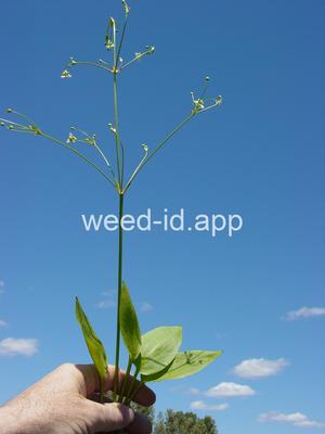 waterplantain, common