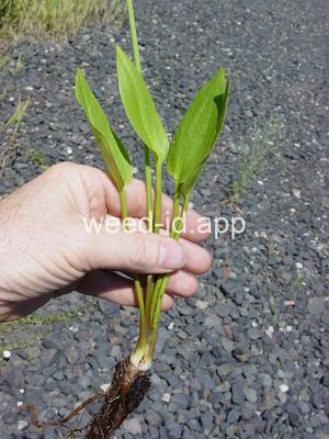 waterplantain, common