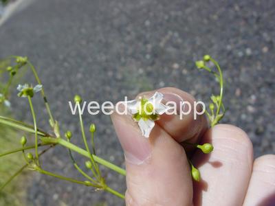 waterplantain, common