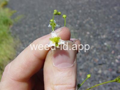 waterplantain, common