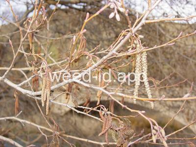 Alnus rubra