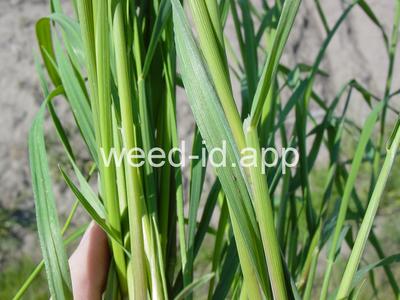 Alopecurus myosuroides