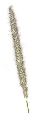Alopecurus pratensis