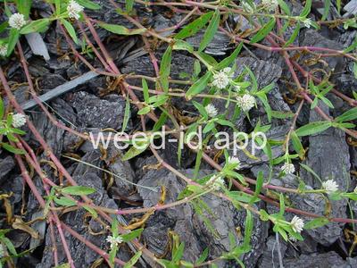 alligatorweed