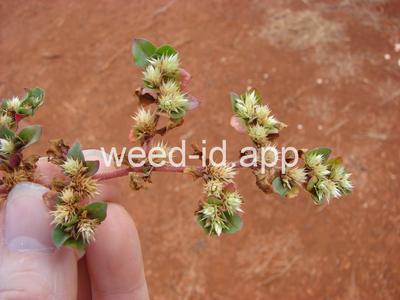 khakiweed