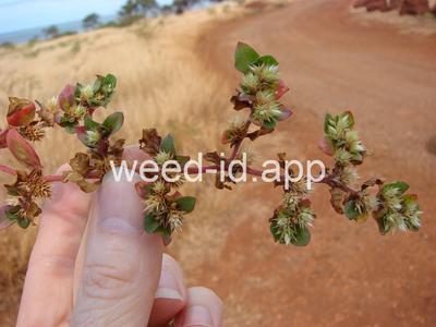 khakiweed