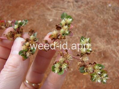 khakiweed