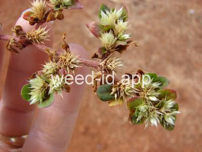 khakiweed
