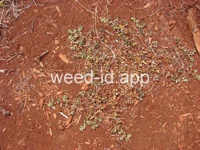 khakiweed