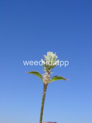 Alternanthera sessilis